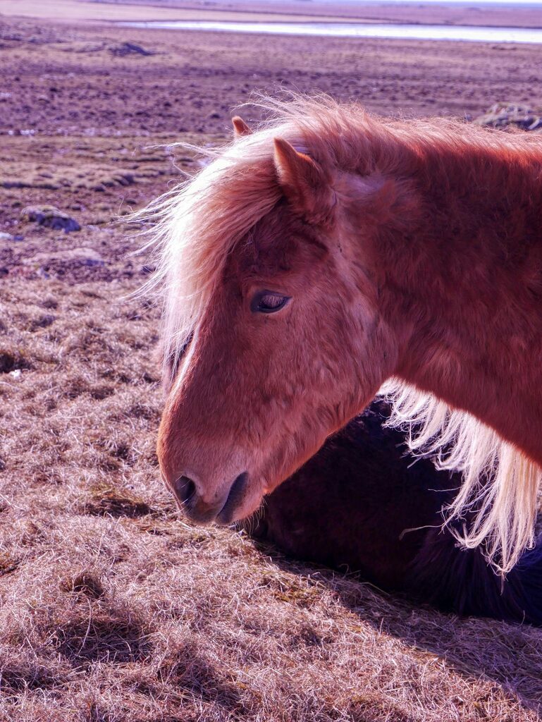 Chevaux islandais