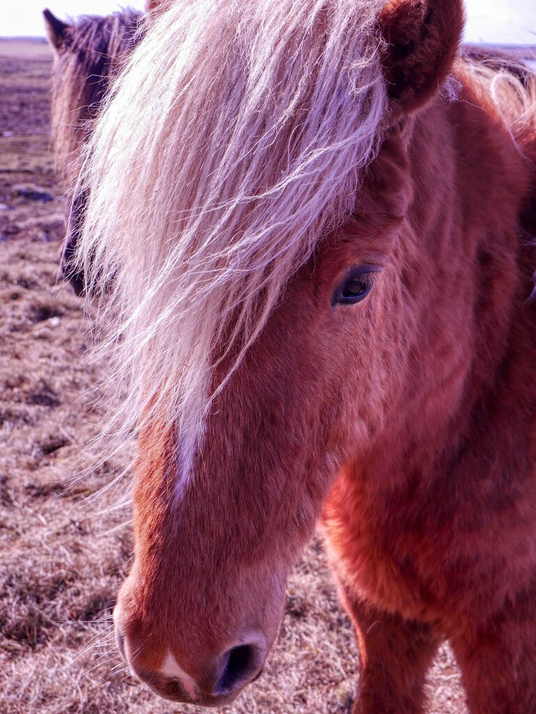 Chevaux islandais
