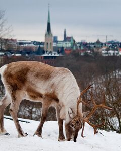 musées à voir à Stockholm