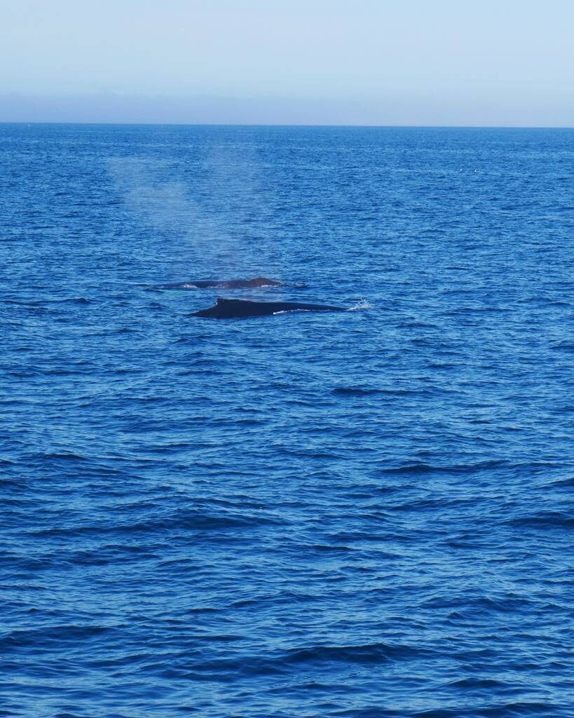 visiter à Reykjavik